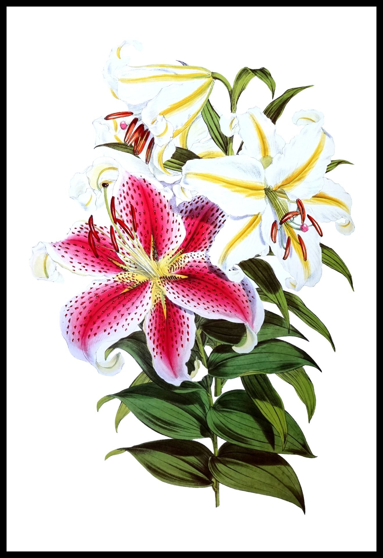 ALP F13055 Fitch Lilies (Antique Prints)